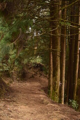 path in the woods