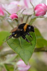 bumblebee on an apple tree leaf