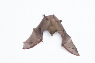 A bat on a white background, it has wings and long ears.