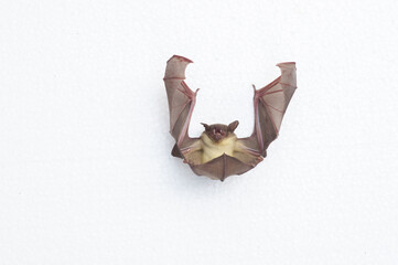 A bat on a white background, it has wings and long ears.