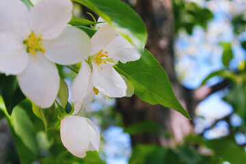 Blossom blooming on trees in springtime. Apple tree flowers blooming. Blossoming apple tree flowers with green leaves. Spring tree blossom flowers with green leaves. Best picture of tree blooming.