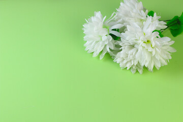 Beautiful composition flowers, White Chrysanthemum flowers on green isolated background. Flat lay, top view, copy space for banner, template and background.