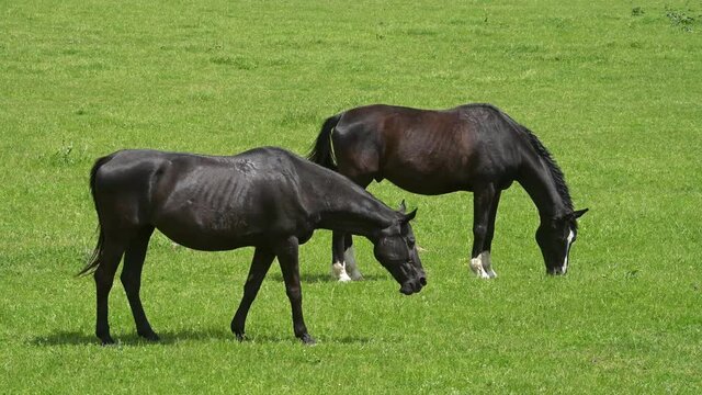 Two beautiful black horses grazing fresh grass on a green meadow.