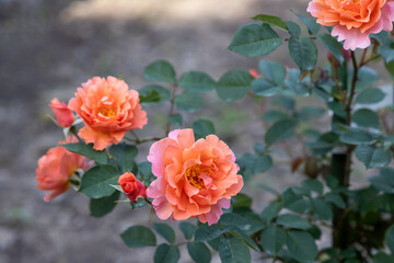 京都ぶらり、庭のバラ