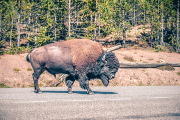 bison at yeallowstone national park in wyoming © digidreamgrafix