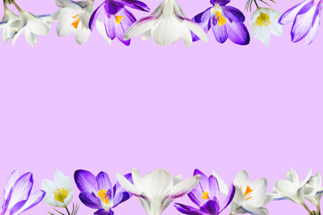 Violet and white crocus flowers on a lilac background. Spring floral background. Copy space.