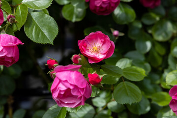 京都ぶらり、ピンクのつるバラ