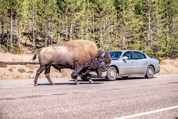 bison at yeallowstone national park in wyoming © digidreamgrafix
