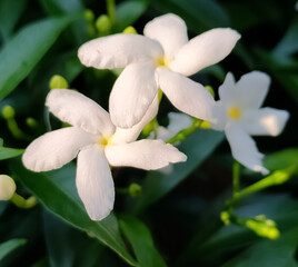 white and yellow flowers