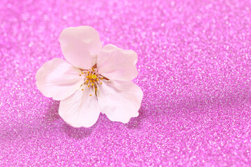 桜の花　ピンクの背景