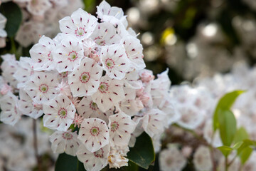 京都ぶらり、カルミアの木