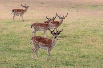The Fallow Deer (Dama dama) in Poland