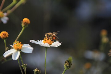 Flor y Abeja