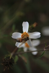 Obraz premium Flor y Abeja