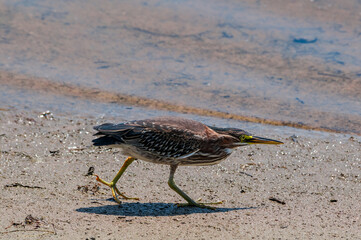 Green Heron (Butorides virescens) in Bolsa Chica Ecological Reserve, California, USA