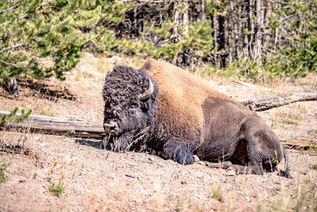 bison at yeallowstone national park in wyoming © digidreamgrafix
