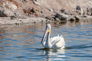 American White Pelican (Pelecanus erythrorhynchos) on Salton Sea, Imperial Valley, California, USA