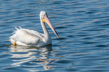 Fototapeta na wymiar American White Pelican (Pelecanus erythrorhynchos) on Salton Sea, Imperial Valley, California, USA