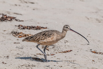 Long-billed Curlew (Numenius americanus) in Coal Oil Point Reserve, California, USA