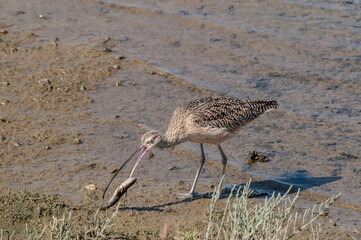 Long-billed Curlew (Numenius americanus) in Bolsa Chica Ecological Reserve, California, USA