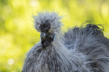 Fototapeta na wymiar Headshot of a grey silkie chicken