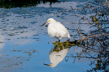 Snowy Egret (Egretta thula) in Malibu lagoon, California, USA