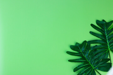 Fototapeta na wymiar Tropical plant Monstera leaf on green isolated background. Top view, flat lay, copy space for text, banner, template, quotes and background. 
