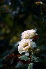 white rose in the garden
