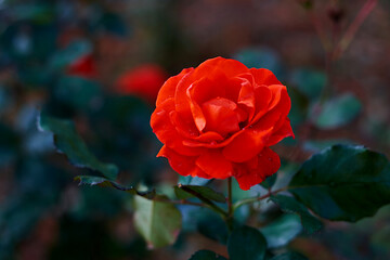 red rose in garden
