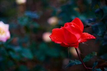 red rose in the garden