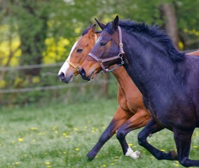 Galopp auf der Weide