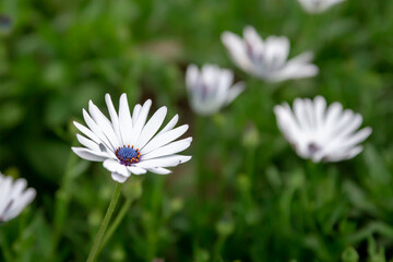Blue sky with cloud background and yellow flowers with legrean Leaves tree