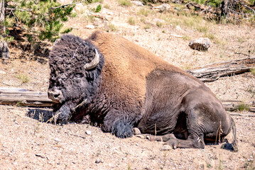 bison at yeallowstone national park in wyoming © digidreamgrafix