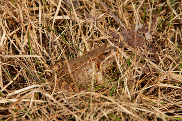 early spring a large frog hid in last year's grass