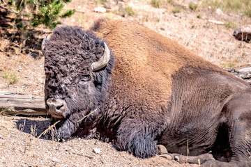 bison at yeallowstone national park in wyoming © digidreamgrafix