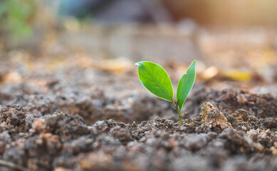 The seedlings are growing from fertile soil. Rebirth to create oxygen for the world, create life for nature, Concept bright natural environment.