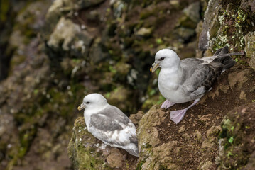 Light-morphed Northern Fulmars (Fulmarus glacialis) at St. George Island, Pribilof Islands, Alaska, USA