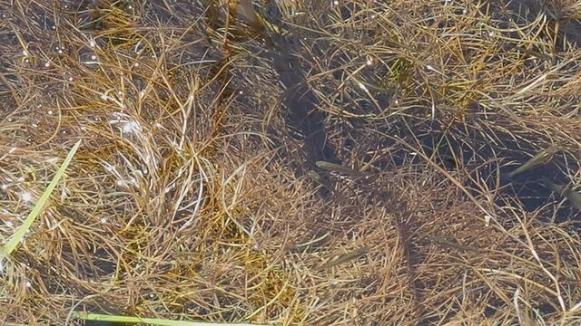 Small fish swimming in shallow stream in wetland