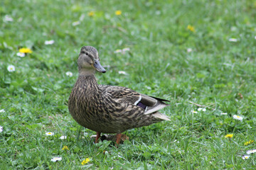 female duck side view with head on back on green background