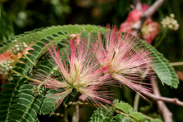 Persian Silk Tree (Albizia julibrissin) in park, south coast of Crimea