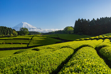 朝陽と茶畑と富士山 (日本 - 静岡 - 大淵笹場)