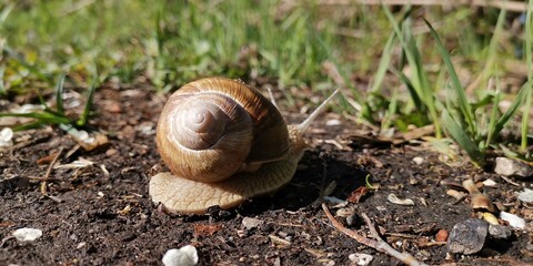 snail on a leaf