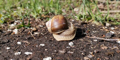 snail on a leaf