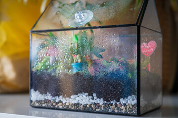 Moisture condenses on the inside of a terrarium container ecosystem. Process of photosynthesis. Water vapor is created in the humid environment and absorbed back into the soil.