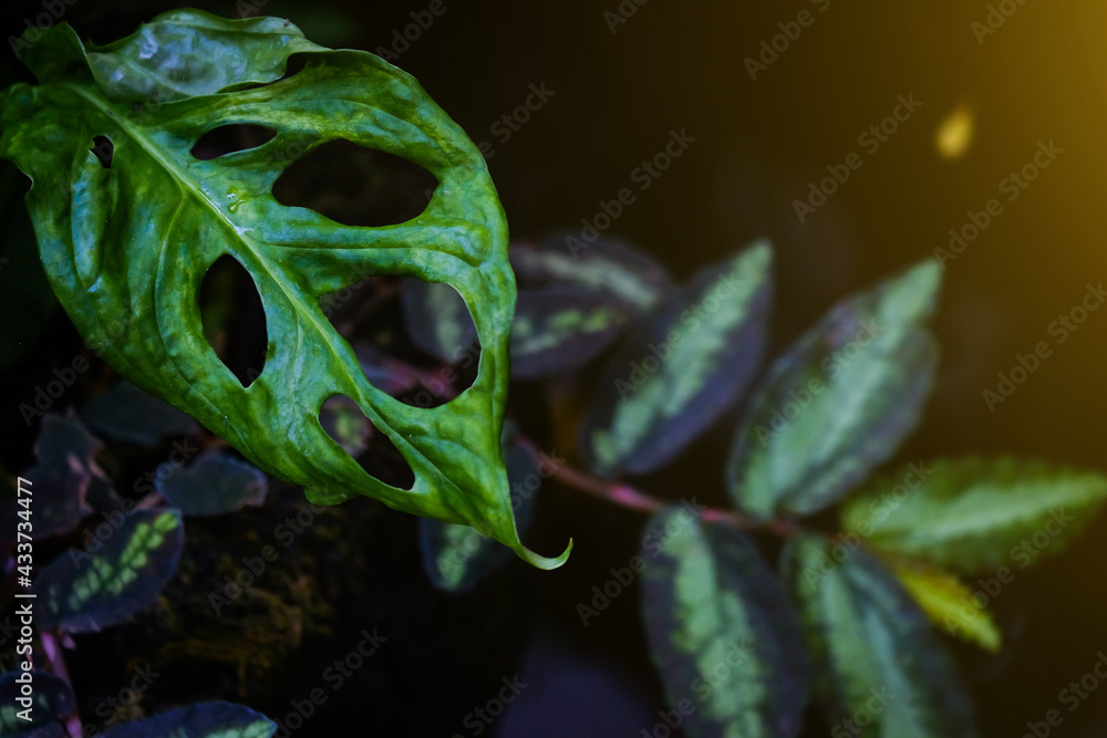 Canvas Prints plants and green leaves in nature