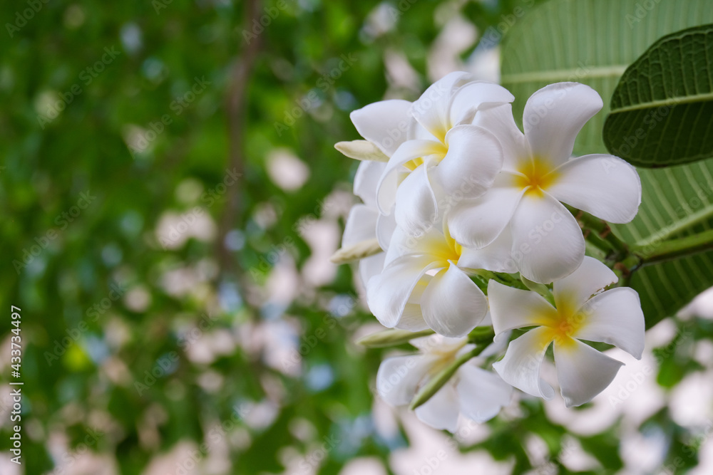 Canvas Prints white plumeria flowers and refreshing green leaves