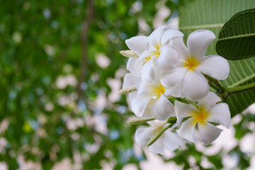 White plumeria flowers and refreshing green leaves