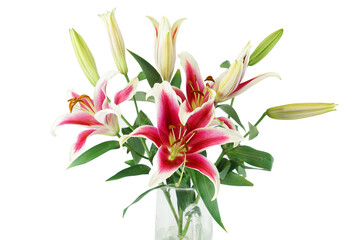 blooming lily isolated on white background