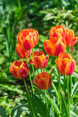 Vertical photo of several beautiful orange flowers illuminated by the sun
