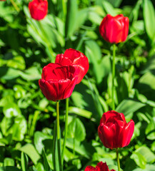 Photo of several red flowers illuminated by the sun